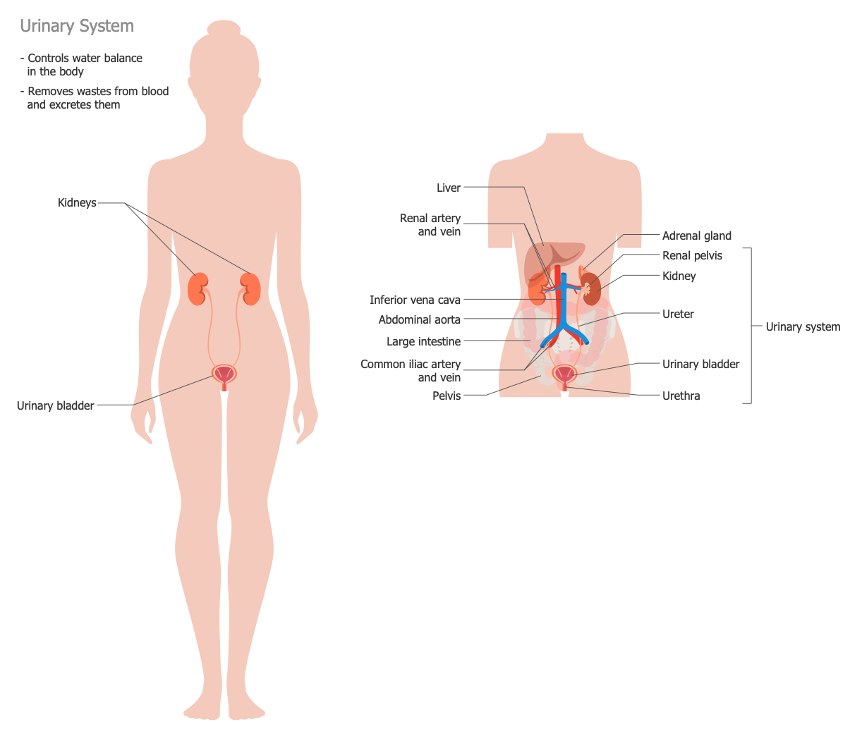 Human Anatomy — Urinary System