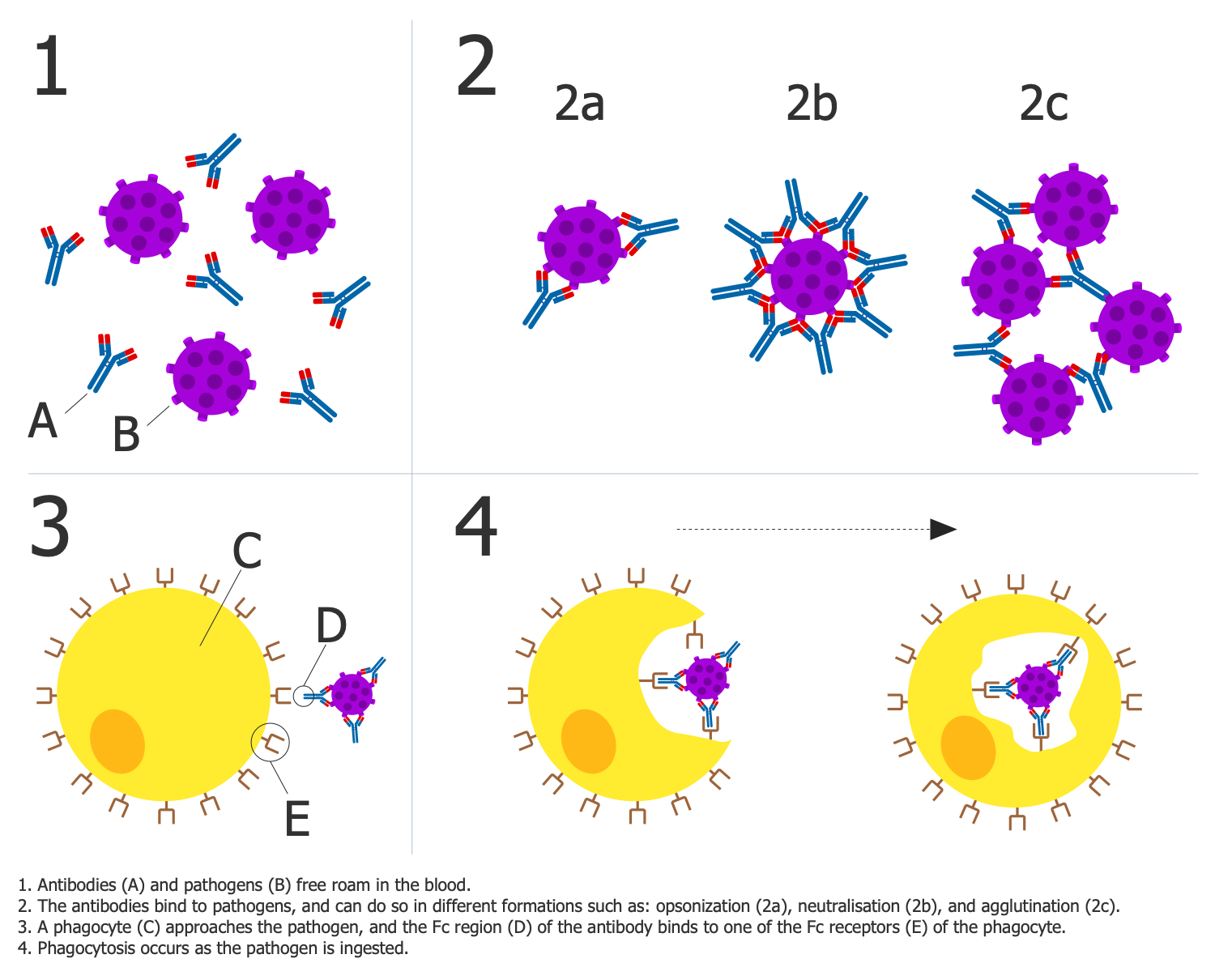 Antibodies and Pathogens