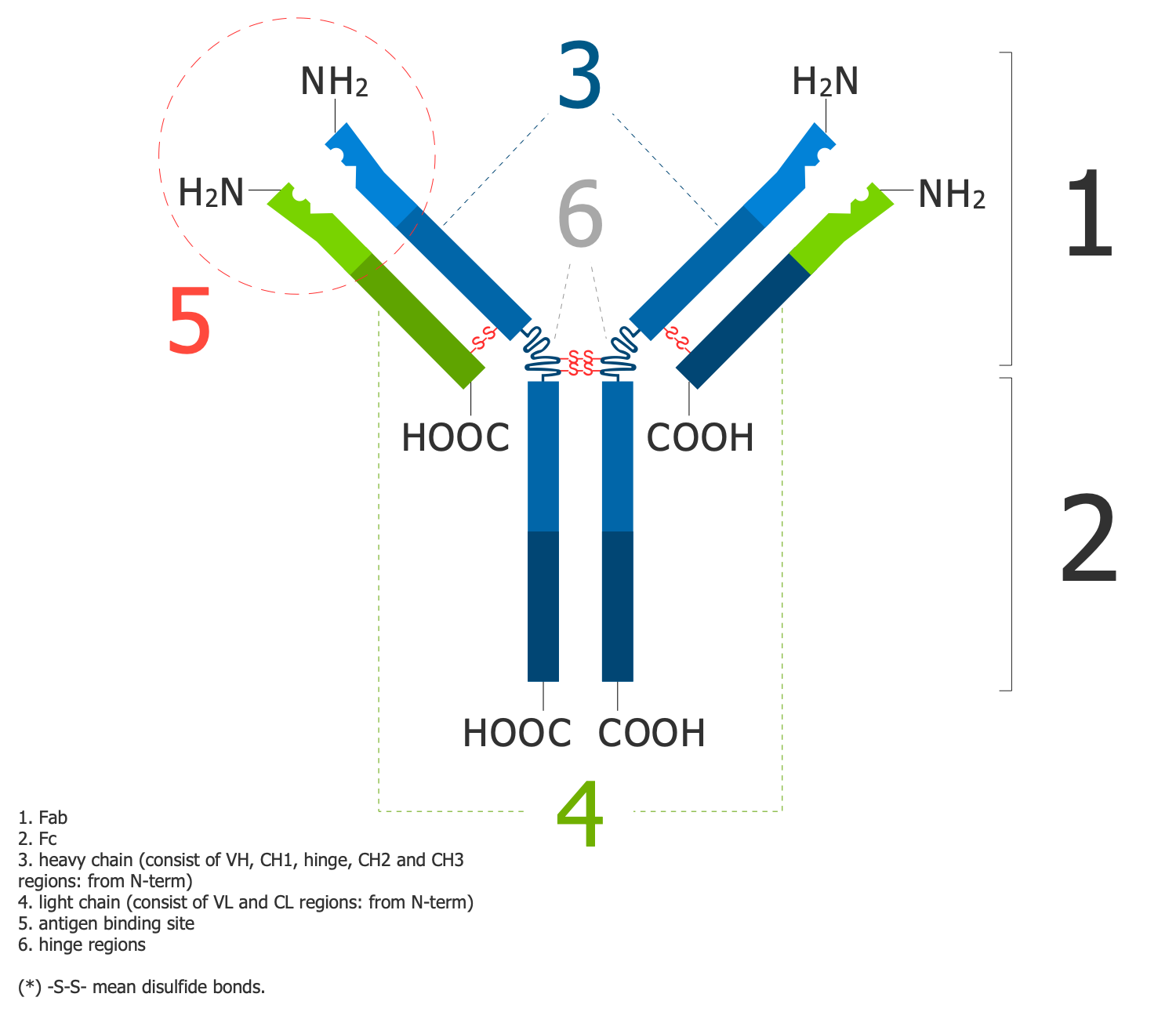 Antibody Structure