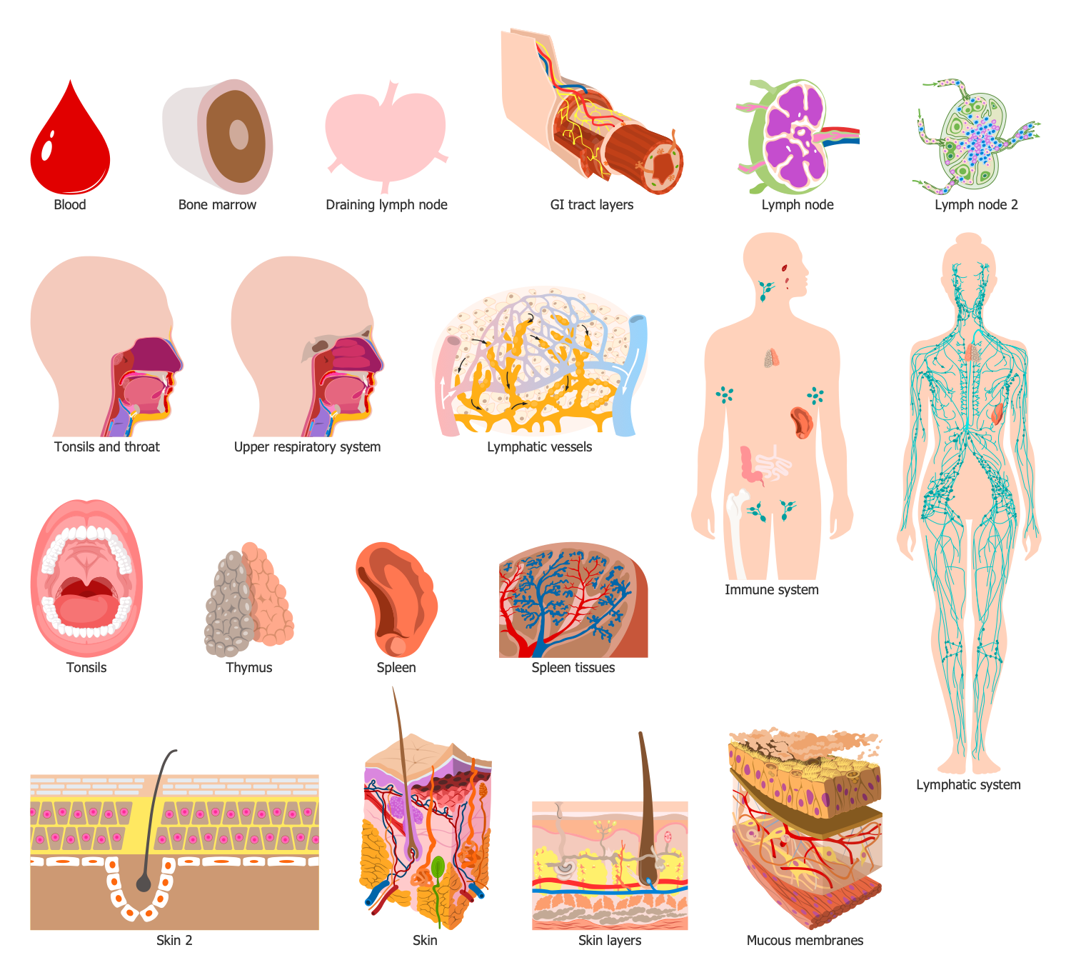 Design Elements — Immune Organs