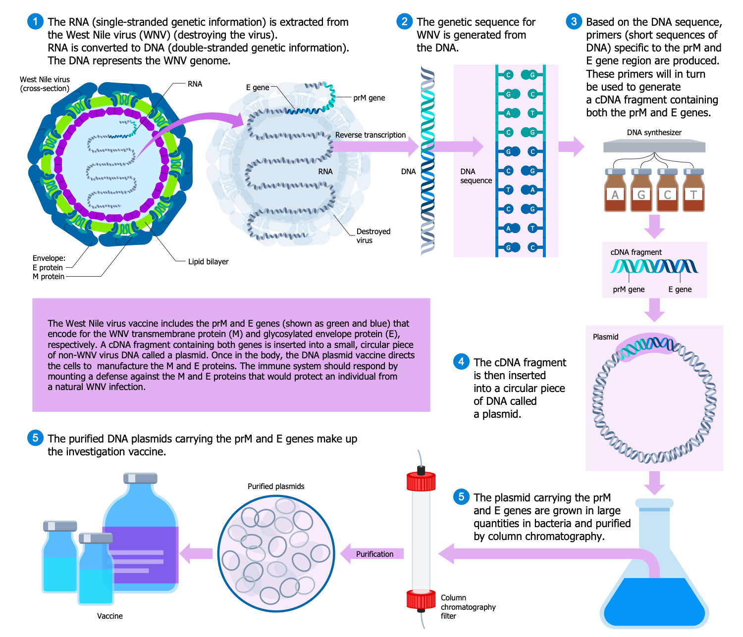 Making of a DNA Vaccine