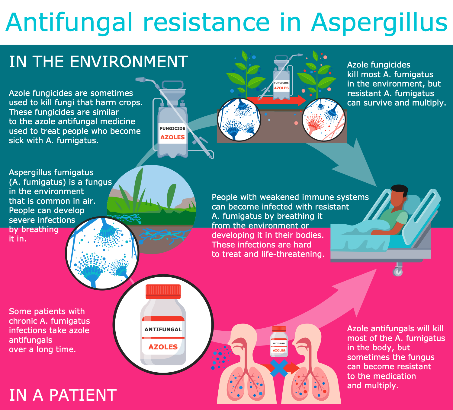 Antifungal Resistance in Aspergillus