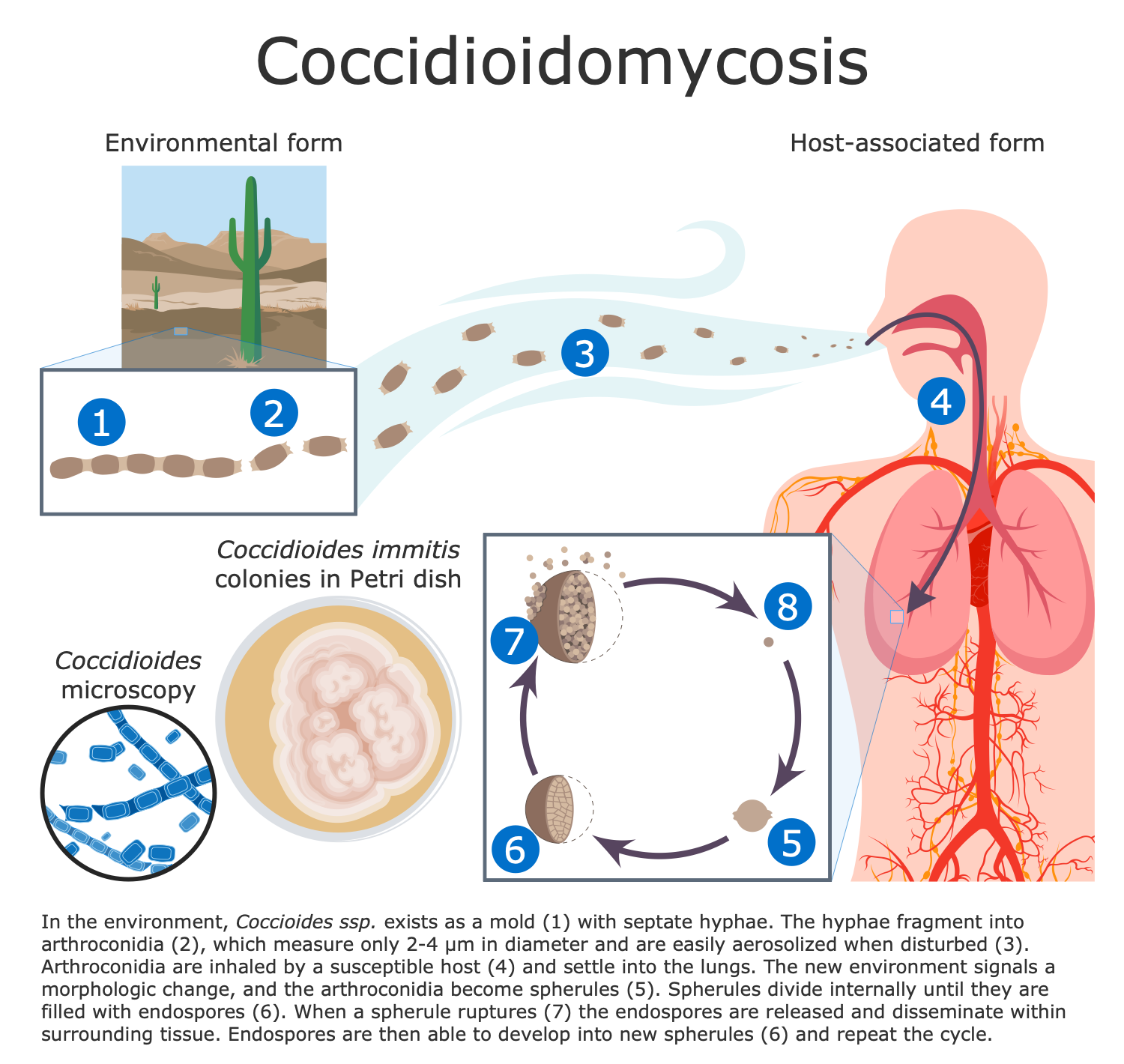 Coccidioides Life Cycle