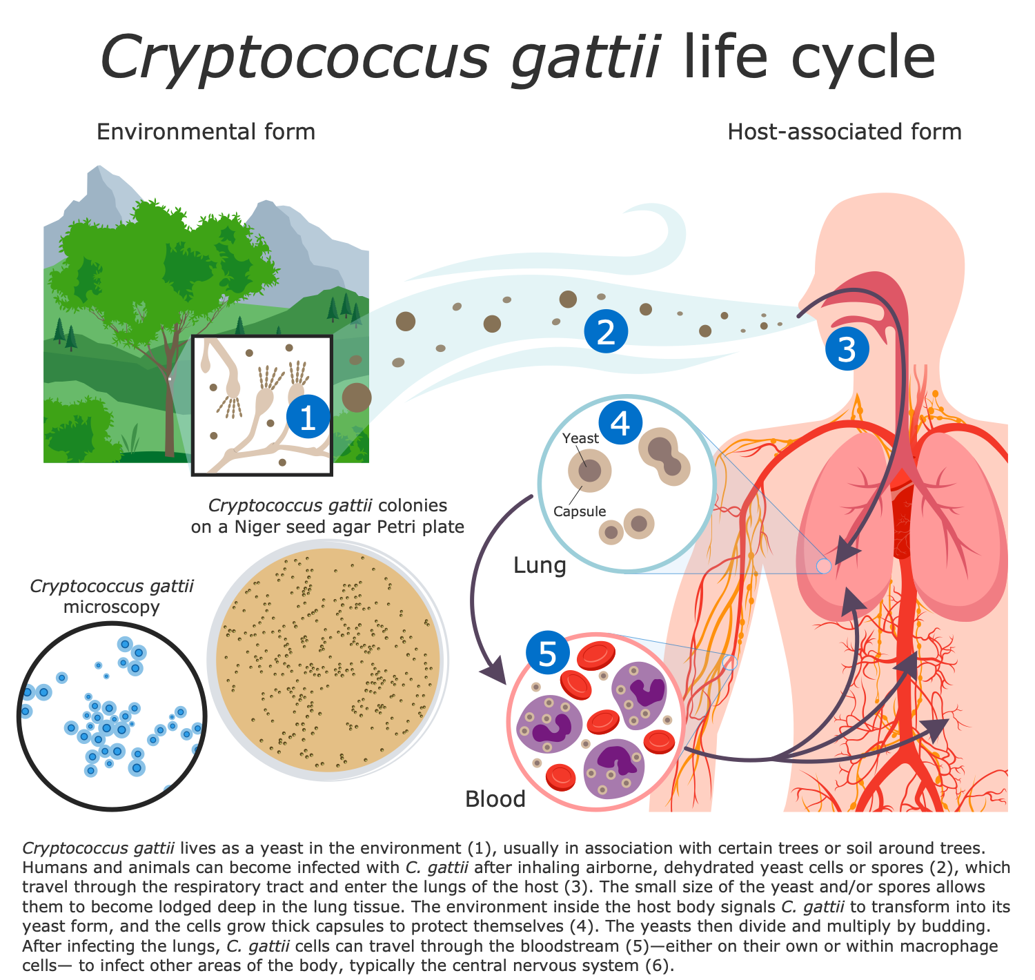 Cryptococcus Gattii Life Cycle