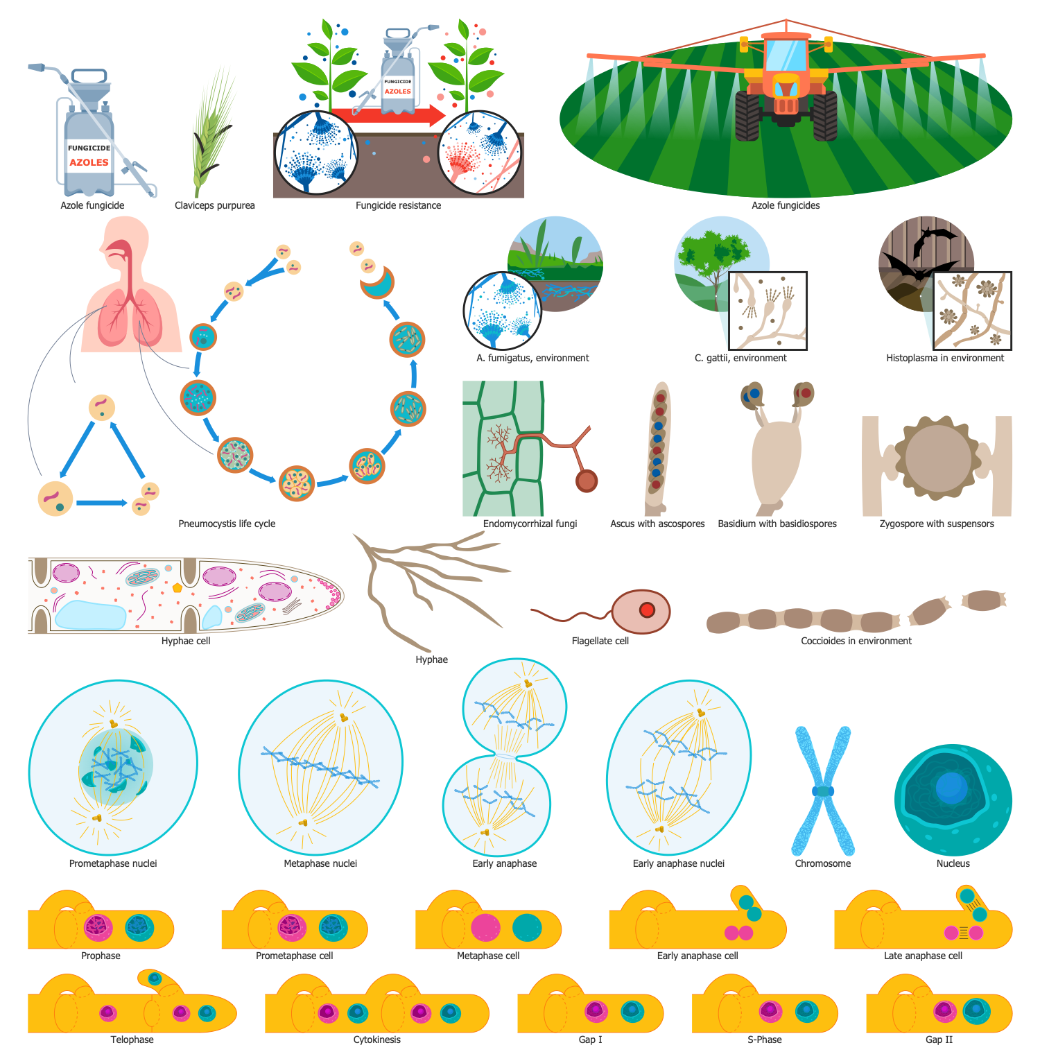 Design Elements — Fungi Biology
