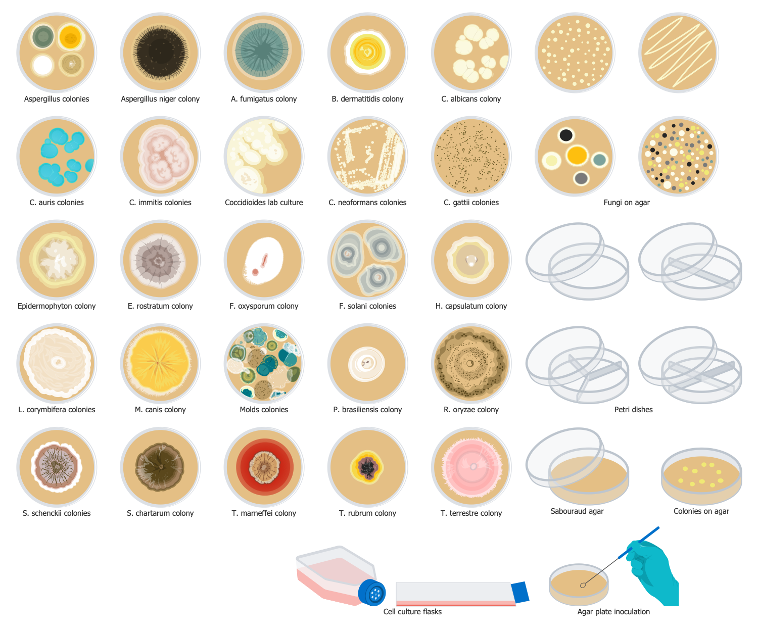 Design Elements — Fungi Culture