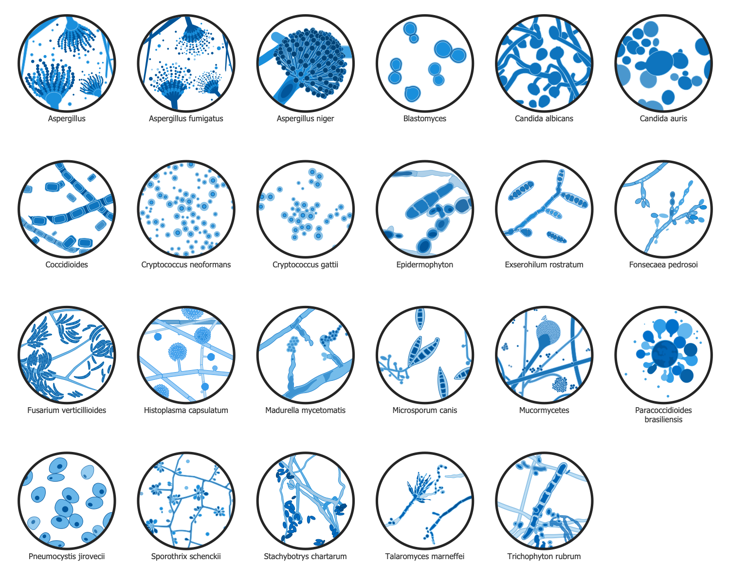 Design Elements — Fungi Microscopy