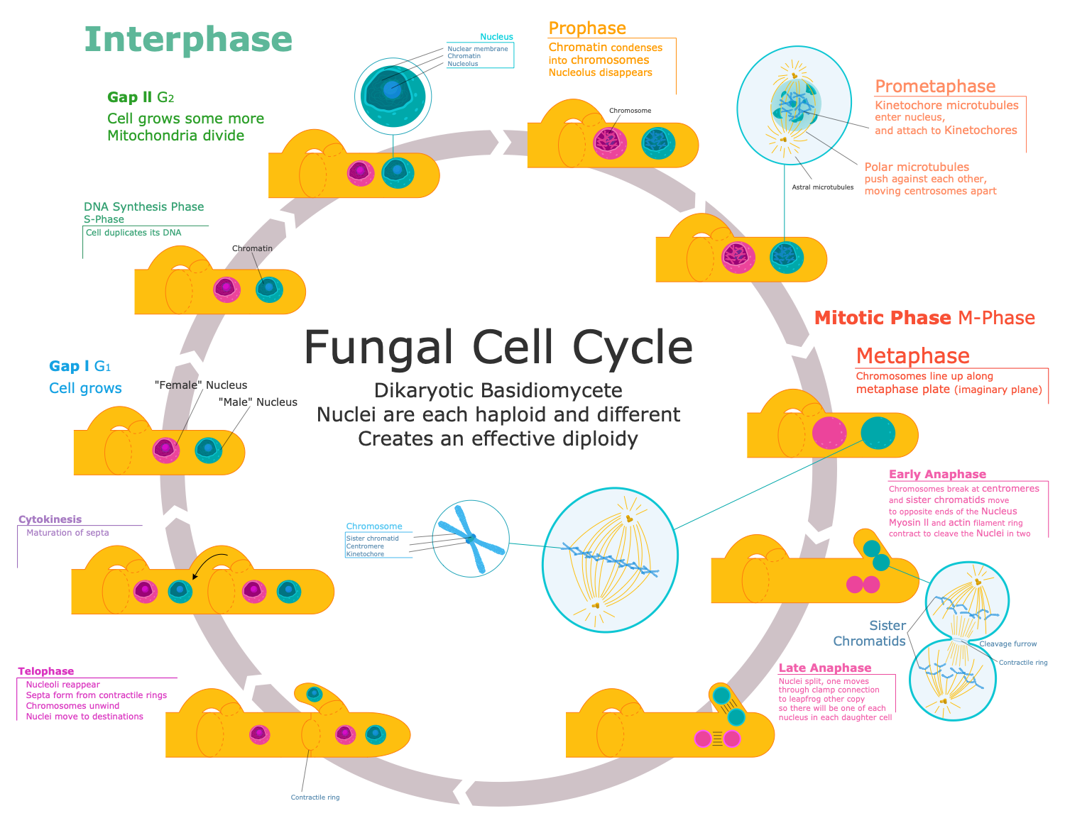 Fungus Cell Cycle