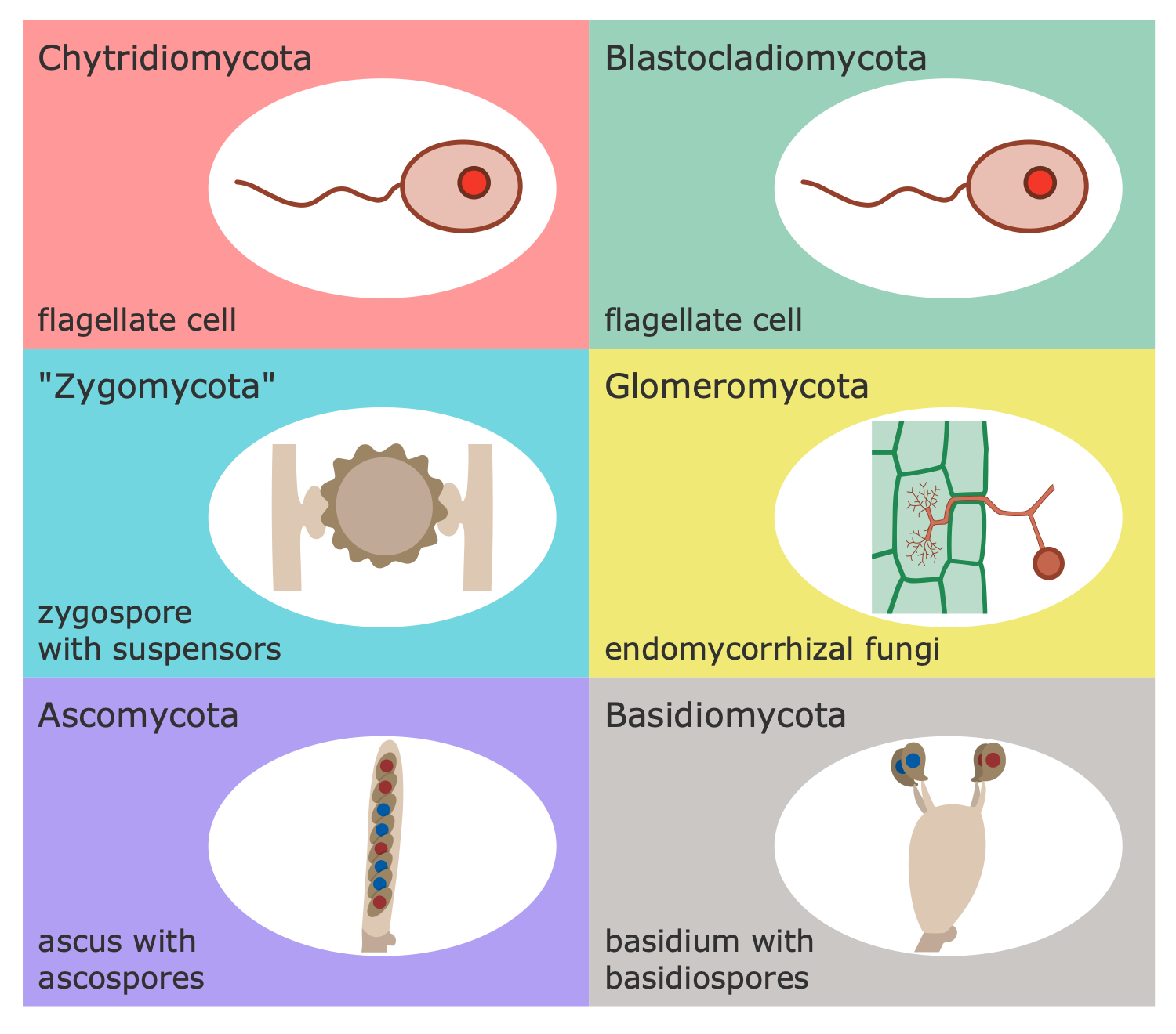 medical mycology research topics