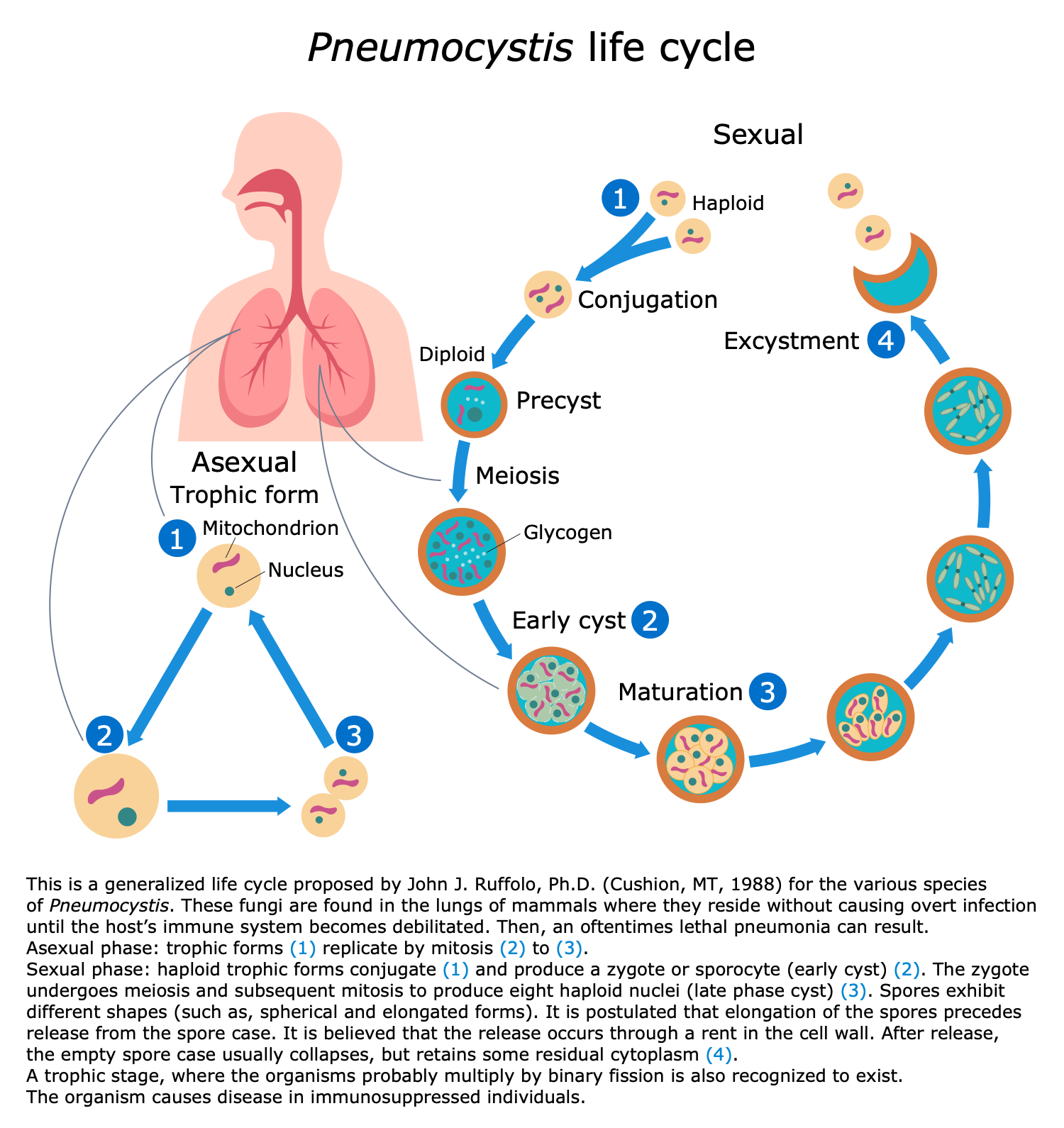 Pneumocystis Life Cycle