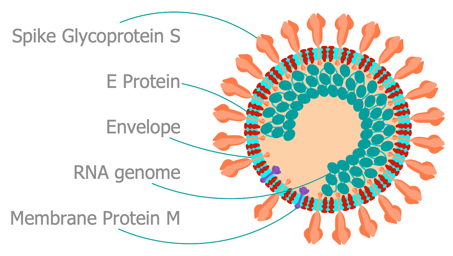 Virion Structure