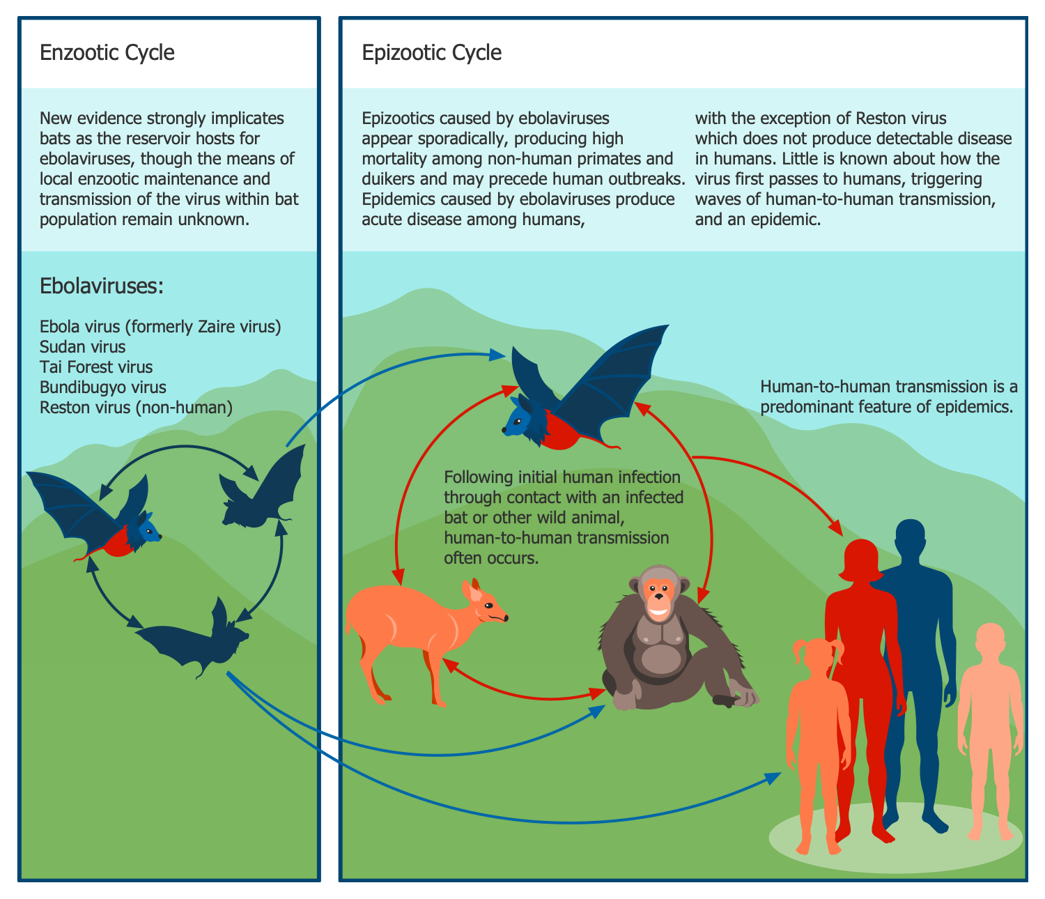 Ebola Cycle
