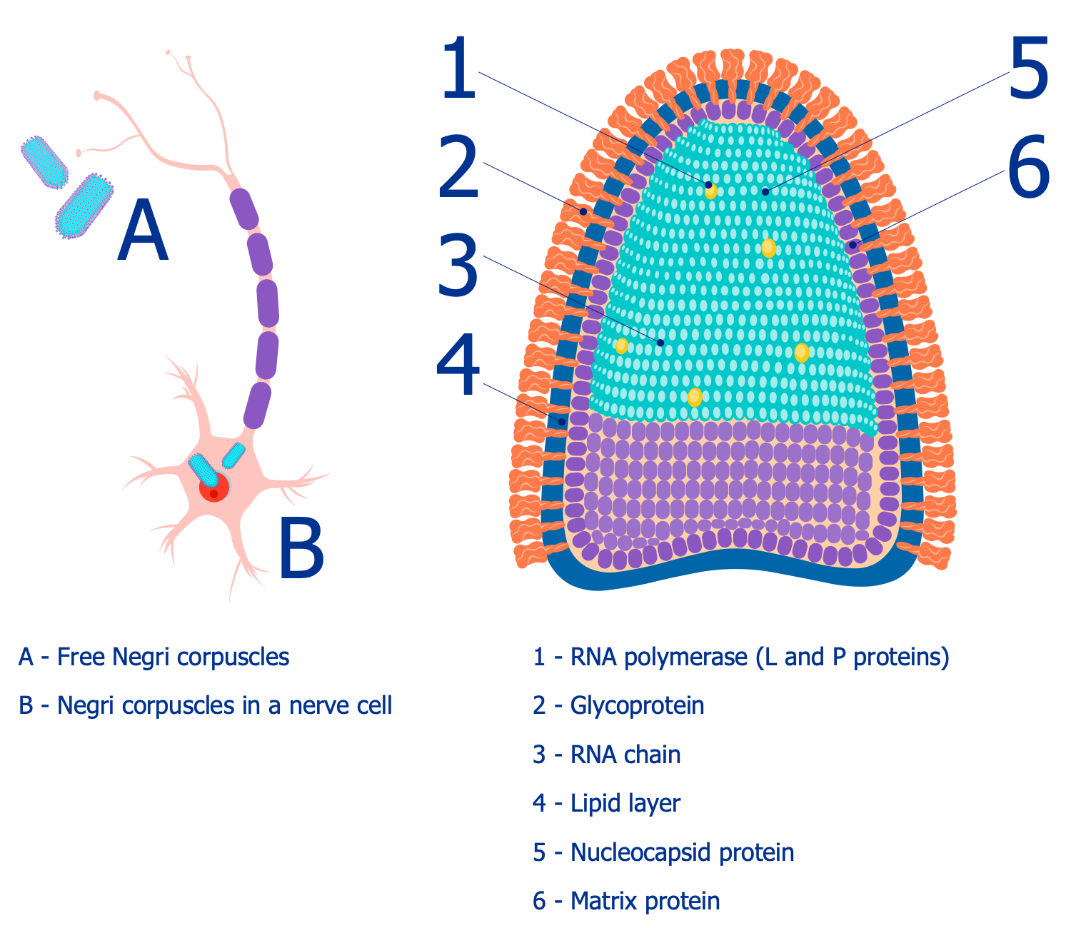 Rabies Virus