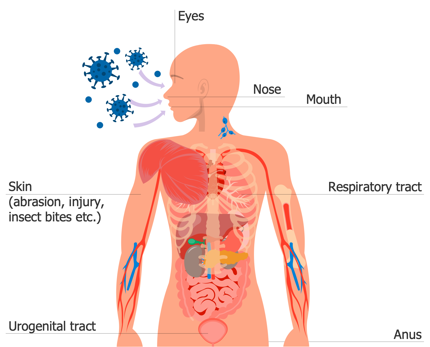 Entry Into the Body