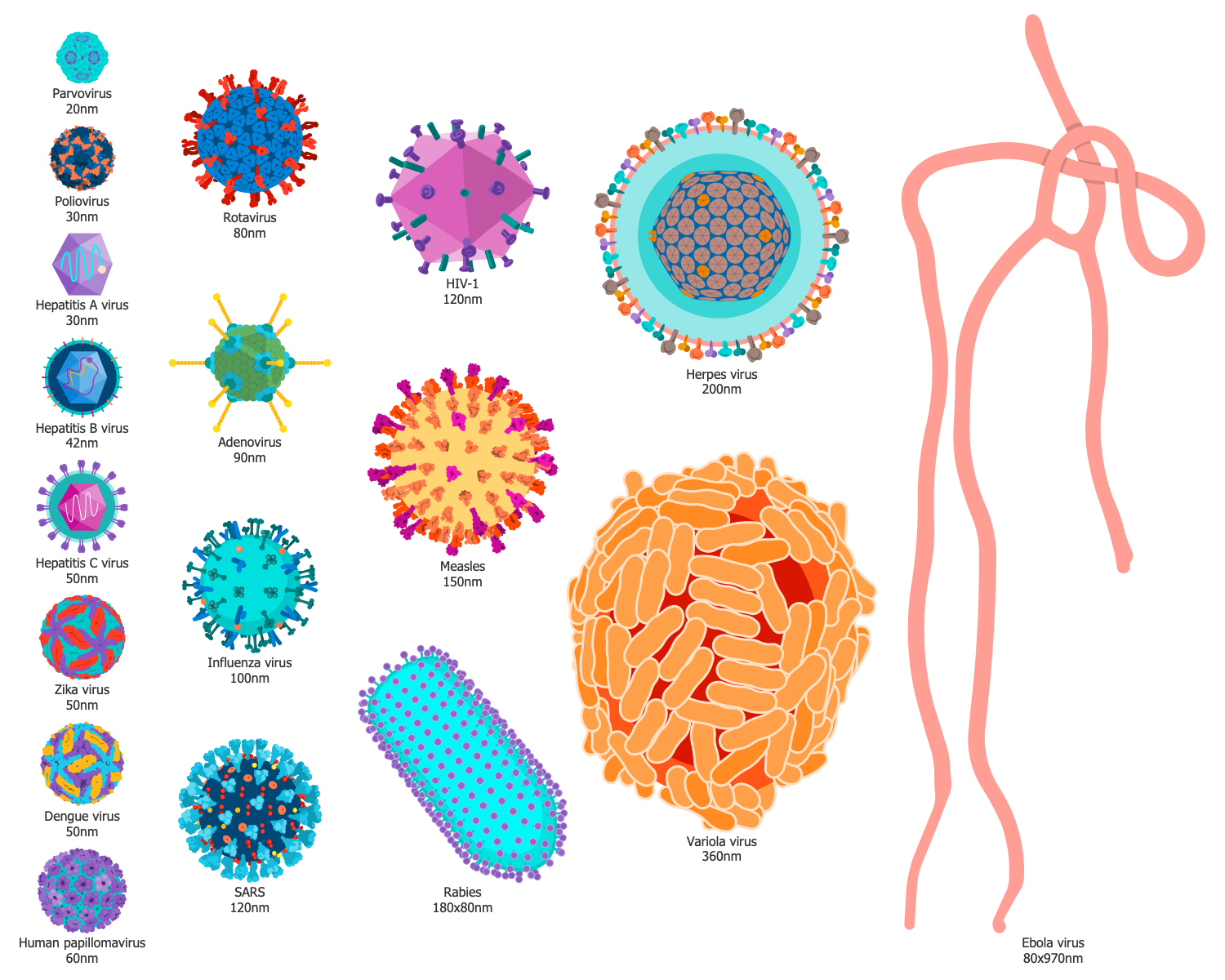 Virus Size